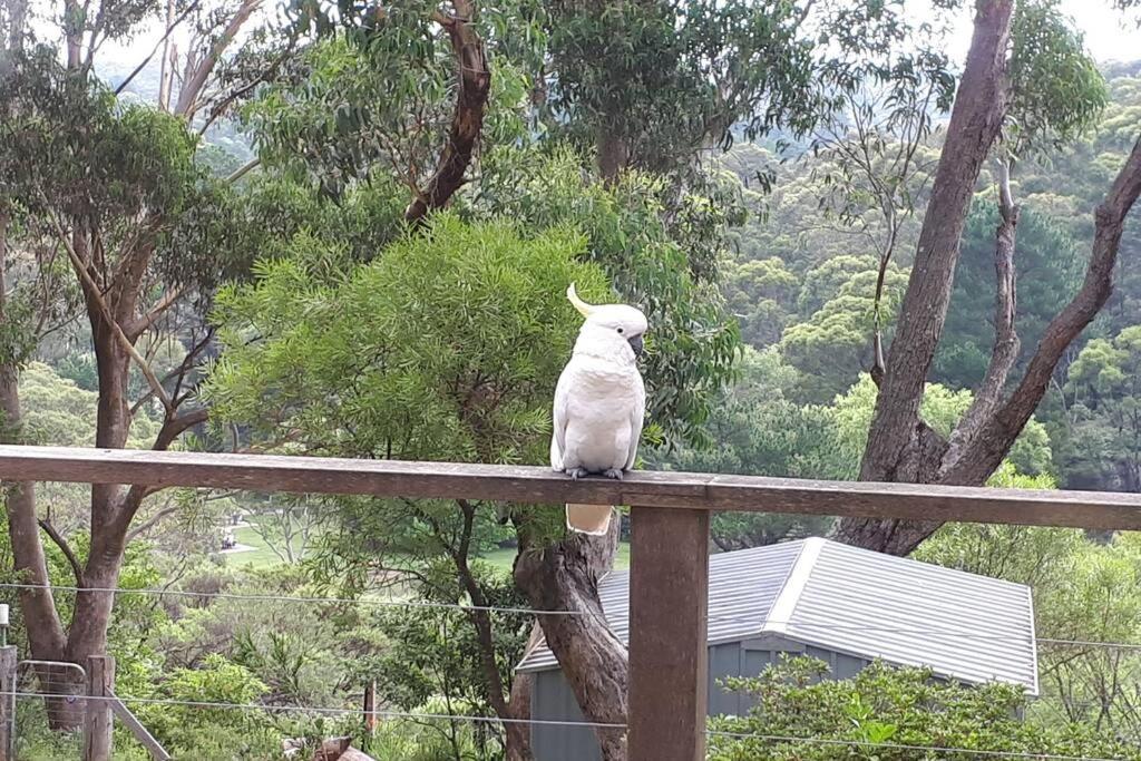 Katoomba Falls Cottage Exterior foto
